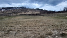 Nagy-kőris