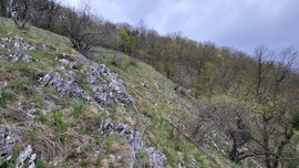 Sziklamező