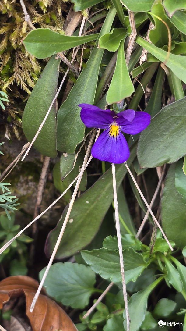 Őr-kő aktív lakója