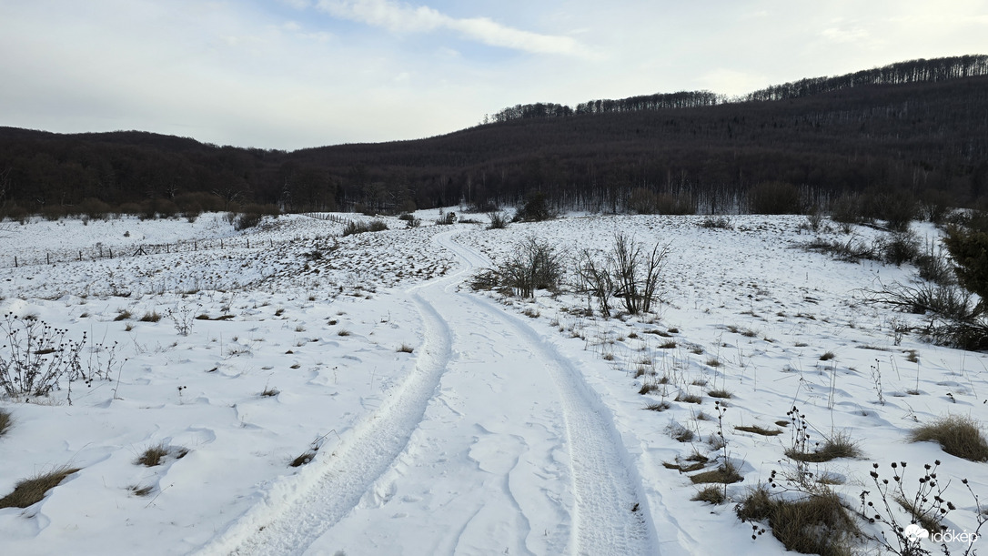 Kanyargós út a rengetegbe