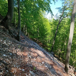 Muflonok nyomában