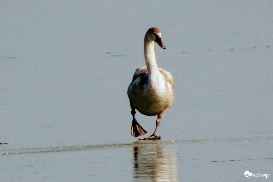 Na, lépek a többiek után...