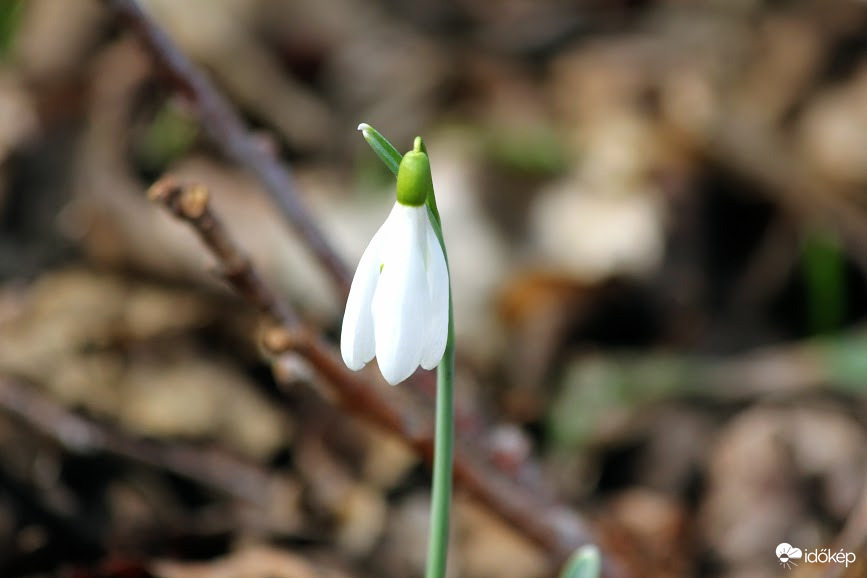 A magányos virágszál
