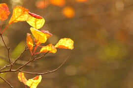 Az ősz minden színe
