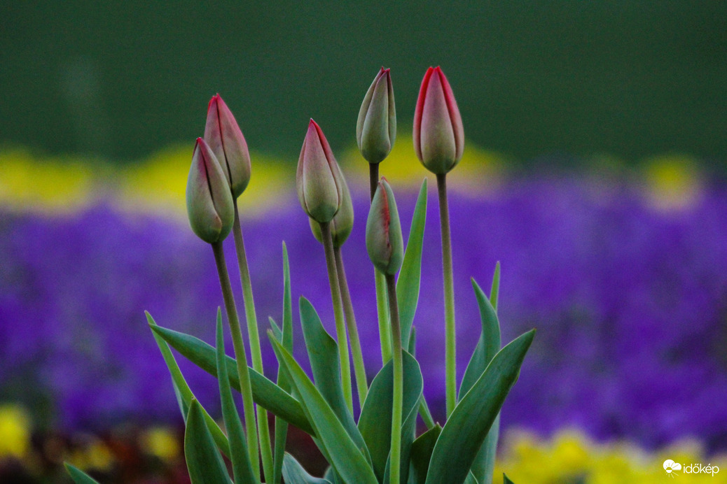 Didergő tulipánok