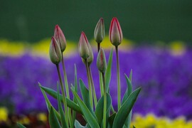 Didergő tulipánok
