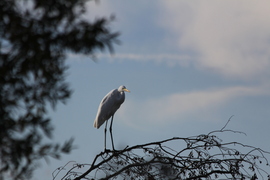 Csak ülök az ágon, egy szép hosszú ágon...