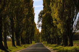 Ahol a fák összeérnek