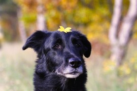 Hull az elsárgult levél.... Miért nekem kell mindig pózolnom vele???