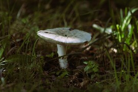 Megjelentek a gombák- az ősz csalhatatlan jele