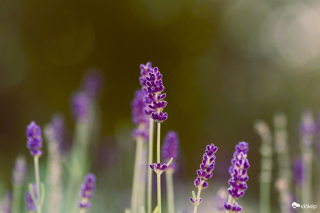 Levendula őszi újravirágzása