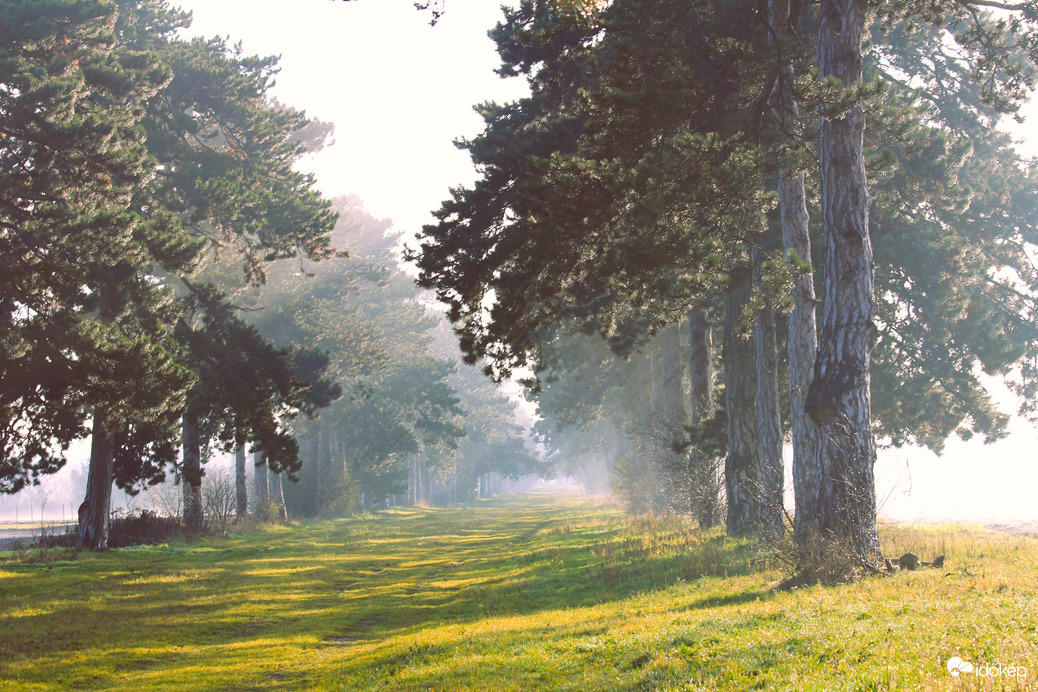 Ködből kibújó fenyves allé