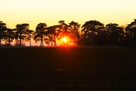Fenyők közt kukucskáló
