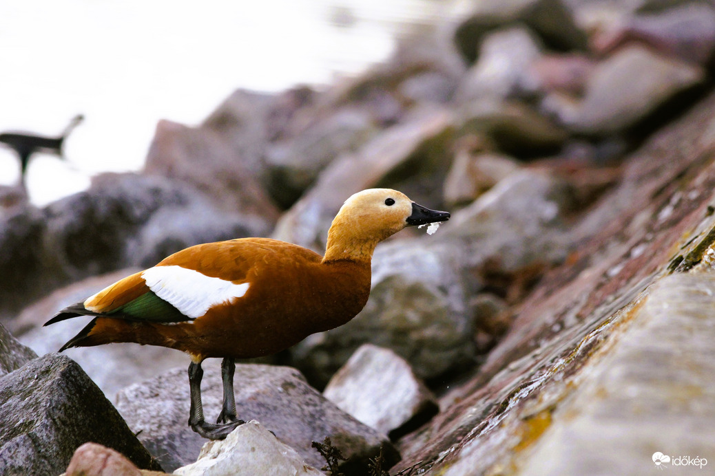 Vörös ásólúd a keszthelyi mólónál
