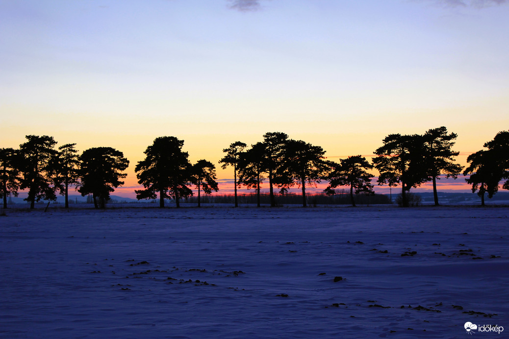 Naplemente, Fenyves allé