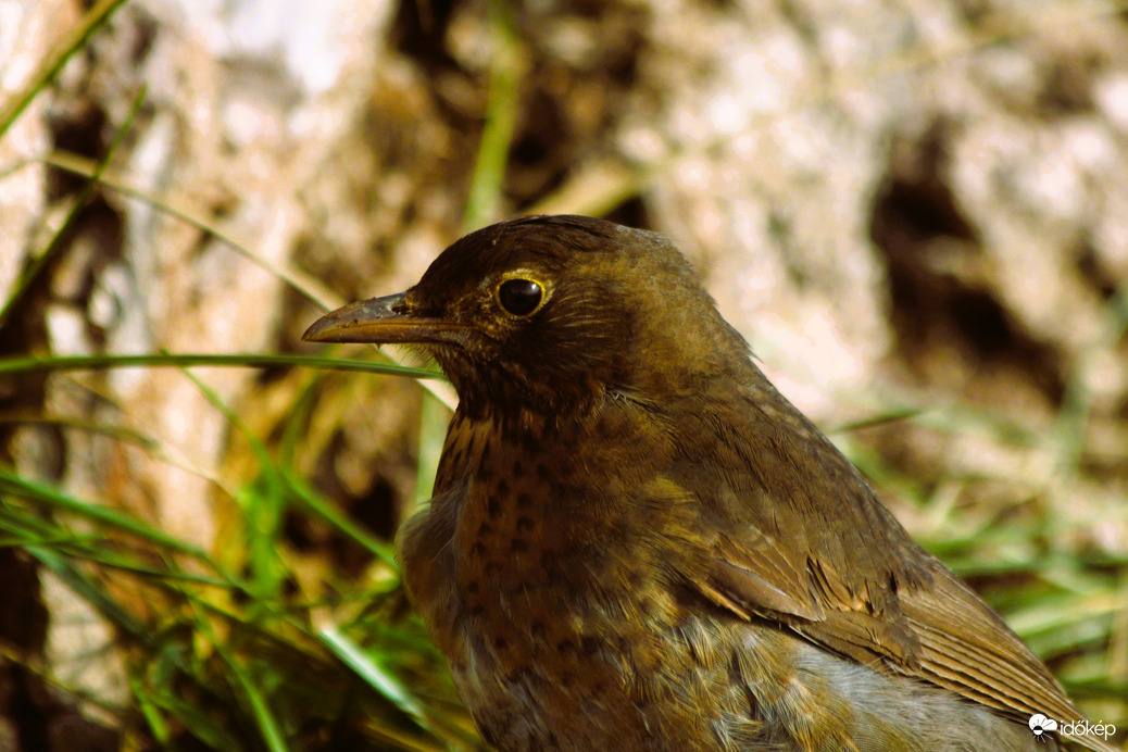 Még nem látom a tavaszt :(