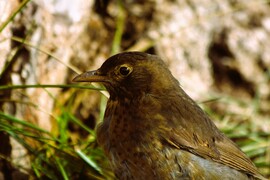 Még nem látom a tavaszt :(