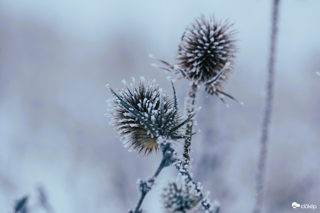 Zúzmarás tüskebökik 