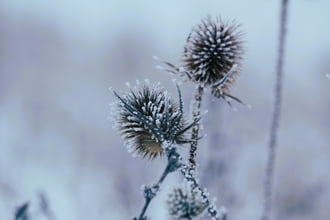 Zúzmarás tüskebökik 