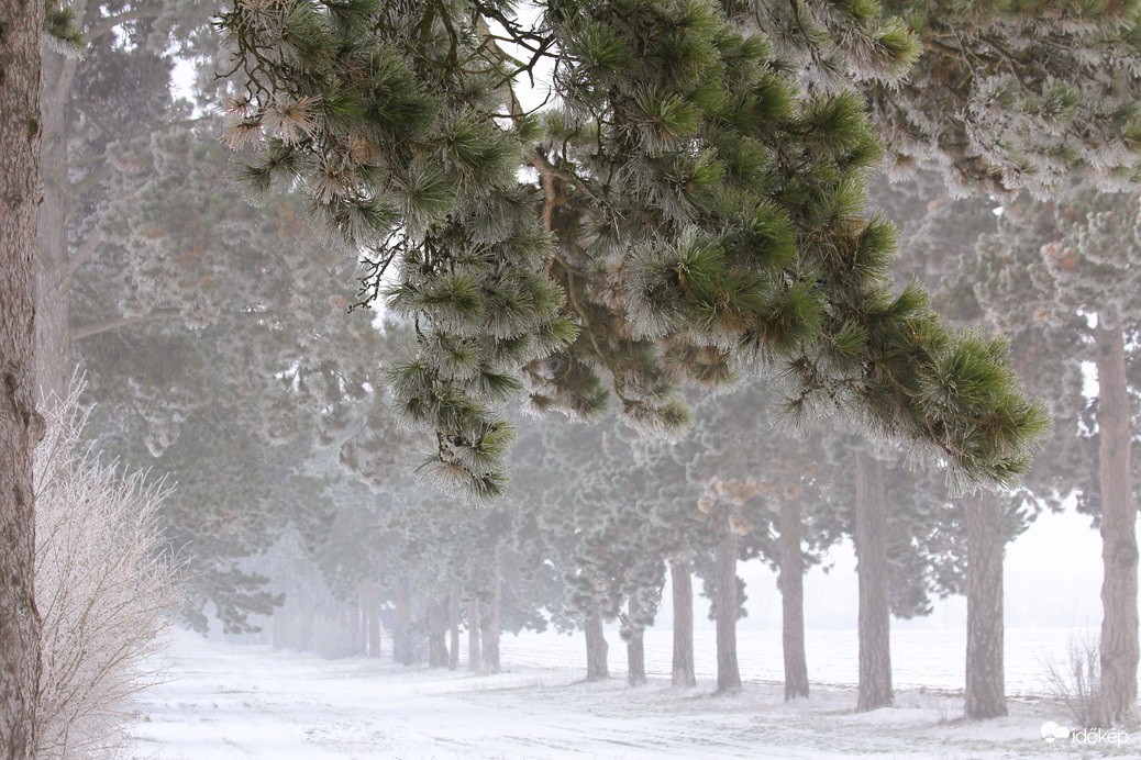 Fenyves allé megdermedve