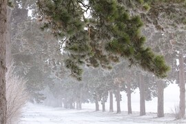 Fenyves allé megdermedve