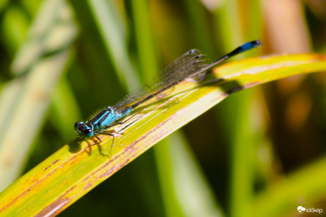 Napozó légivadász