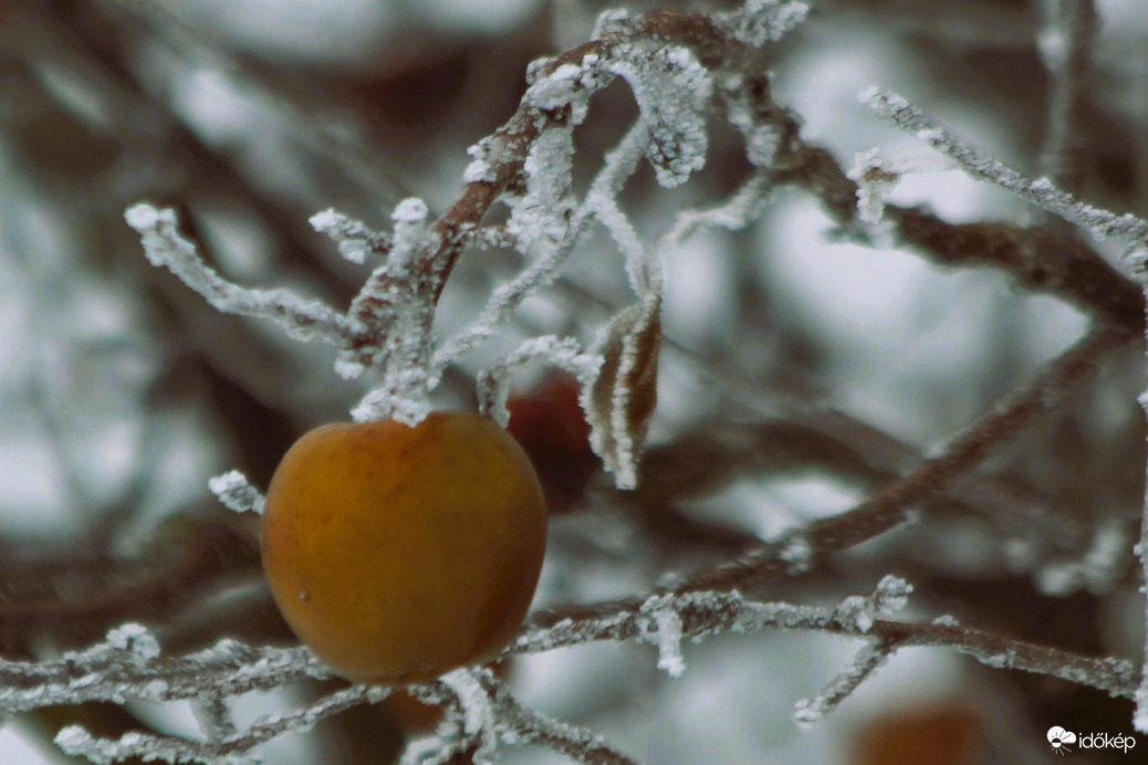 Alma jégbe hűtve