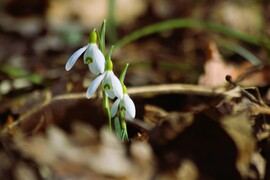 A három muskétás :)