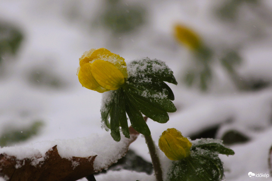 Tavaszra várva...