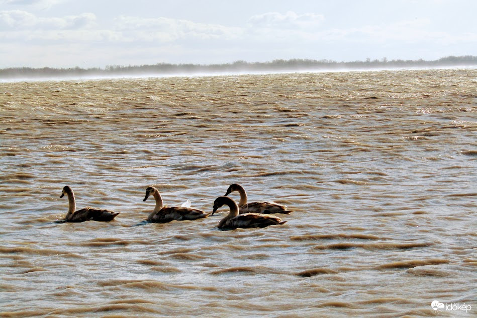 Hattyúk a tegnapi szélben