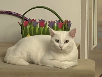 Pille -esti chill II