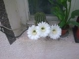 Mamikám gyönyörűséges kaktuszkái :)