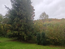Kács