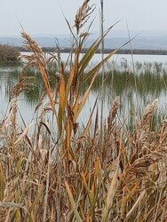 Gárdony
