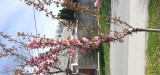 Virágzó Japán Díszcseresznye