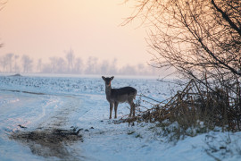 Neki nem számít a hideg