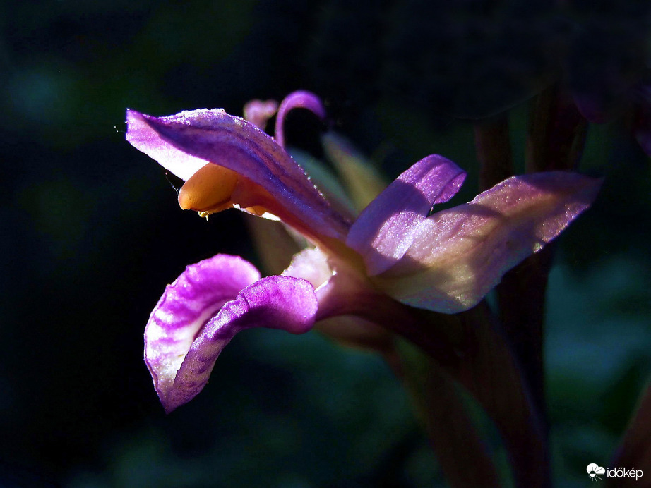 "Utószezon" a lombok alatt 
