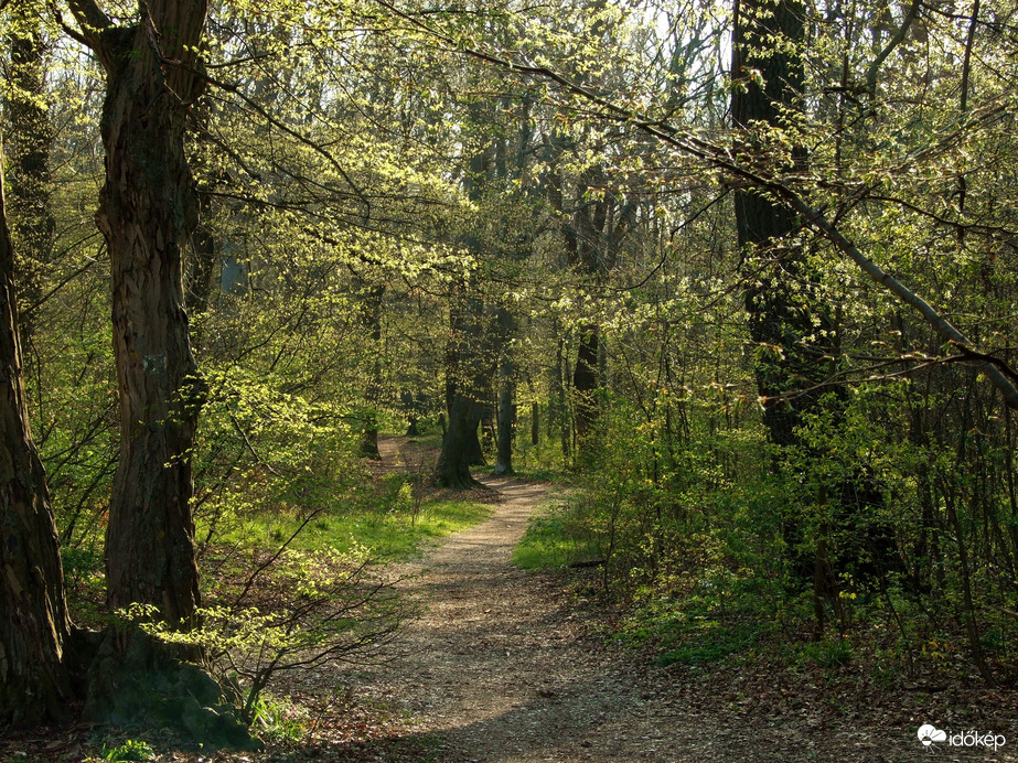 Tavaszi erdő