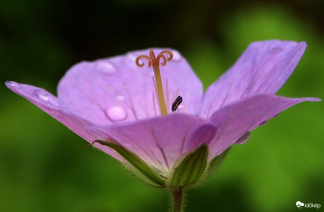 Rózsaszín üvegkehely (kerti gólyaorr)