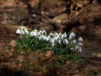 A budai hegyekben nem esett a hó :)