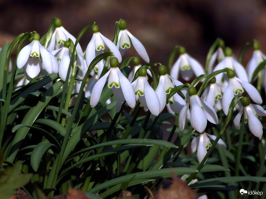 Hó helyett volt viszont hóvirág :)