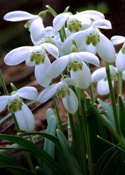 Hófehérkék - színesben 