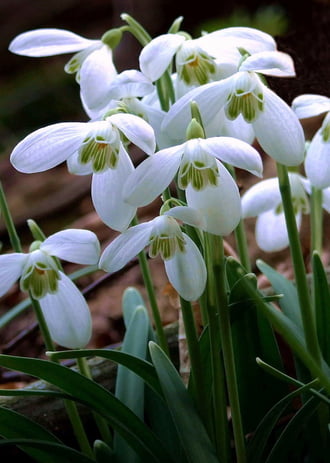 Hófehérkék - színesben 