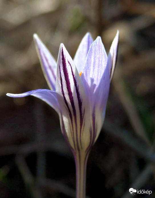 Februári szépség 2. 