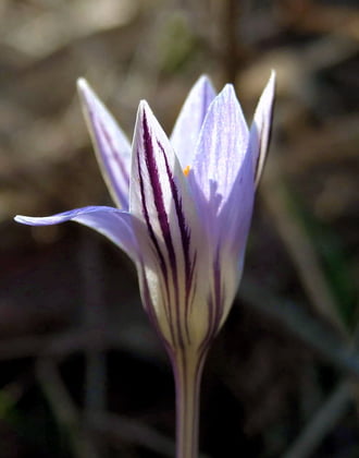 Februári szépség 2. 