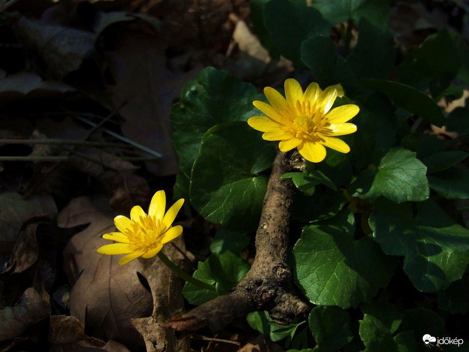 Salátaboglárkák az erdő alján 