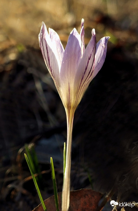 Tarka sáfrány - rózsaszín változat