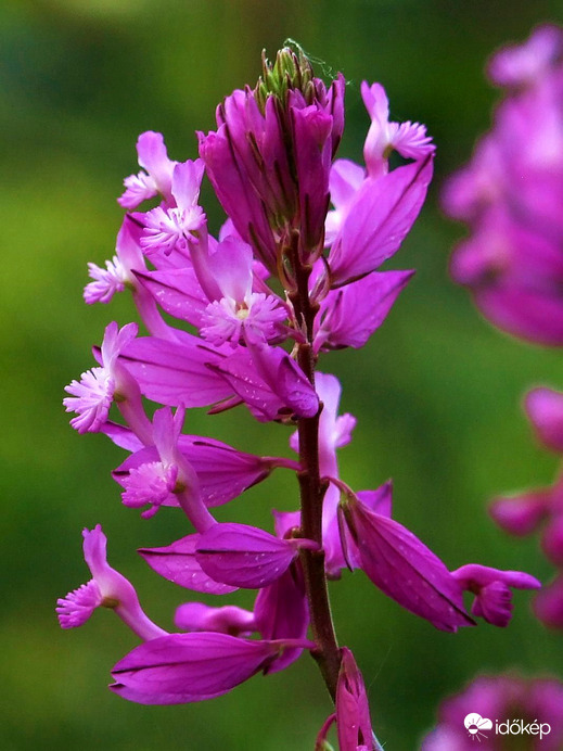 Rózsaszín álom :) 