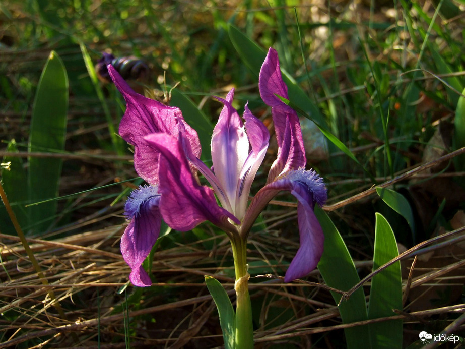 Lángnyelvek virágból :) 