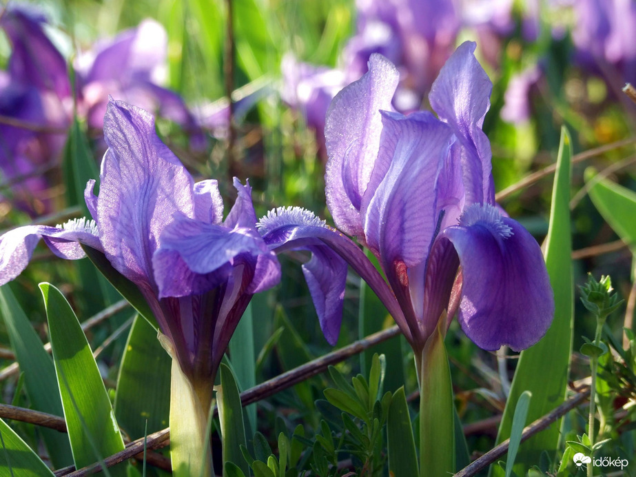 Liláskék változat 